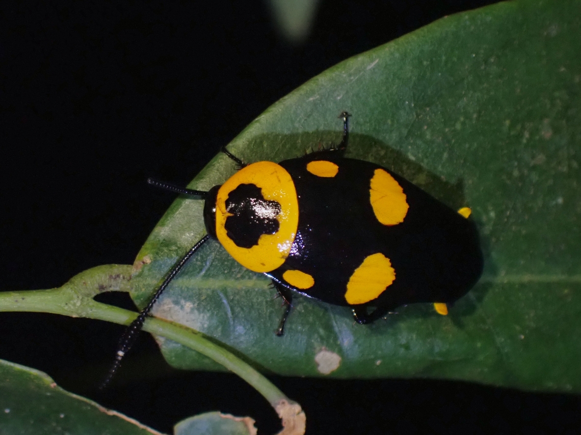 Spectacular! Not an adjective likely to be used on a Cockroach, but this one sure deserves it :D Cockroach,Malaysia,Penang,Thyrsocera spectabilis