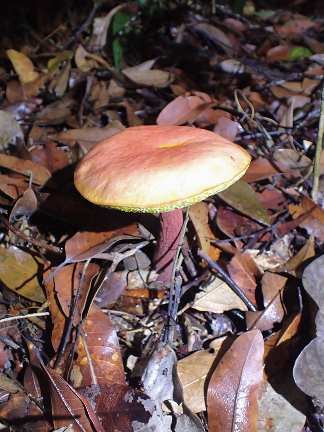 Shellfish-Scented Russula Mushroom Russula xerampelina var. erythropus<br />
 Malaysia,Mushroom,Penang,Russula xerampelina,Shellfish-Scented Russula