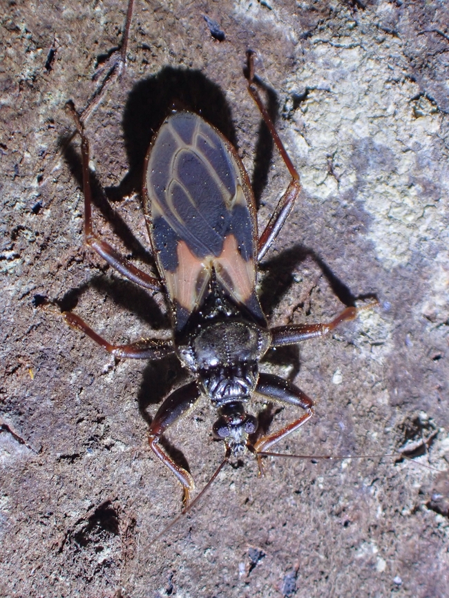 Assassin Bug - Velitra rubropicta  Assassin Bug,Malaysia,Penang,Velitra rubropicta