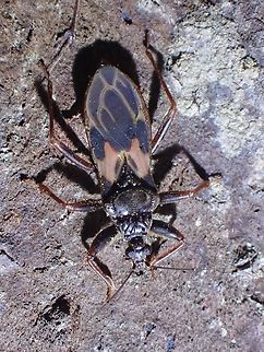 Assassin Bug - Velitra rubropicta  Assassin Bug,Malaysia,Penang,Velitra rubropicta