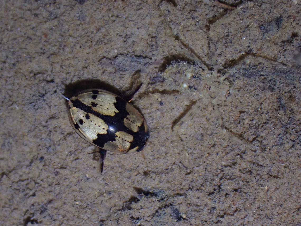 Diving Beetle! This unique Beetle does not only swims but also dives under water.  They are not able to breath underwater but it traps the air beneath its wings case, which it uses like a scuba tank.  They are also capable of flight when out of water.<br />
<br />
Not exactly the same species, but this video shows how Diving Beetles are capable of diving and breathing underwater :<br />
<br />
<section class="video"><iframe width="448" height="282" src="https://www.youtube-nocookie.com/embed/Hwqja6FWUzA?hd=1&autoplay=0&rel=0" frameborder="0" allowfullscreen></iframe></section><br />
<br />
In the picture, a nymph of Water Scorpion can be seen camouflaging in the substrate at the bottom of the stream. Beetle,Diving Beetle,Malaysia,Penang,Sandracottus mixtus