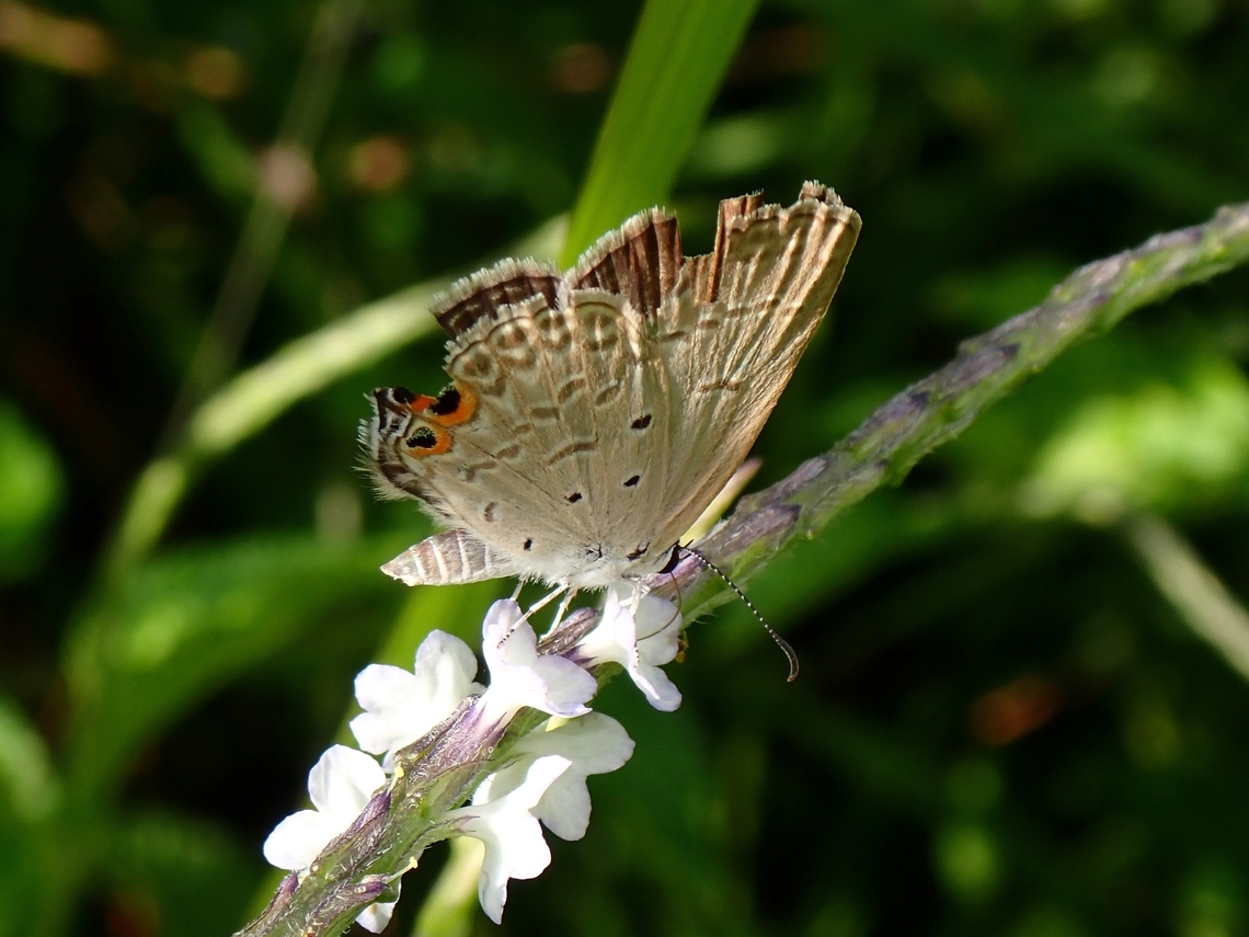 Gram Blue - Euchrysops cnejus  Butterfly,Euchrysops cnejus,Gram Blue,Malaysia,Penang