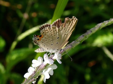 Gram Blue - Euchrysops cnejus  Butterfly,Euchrysops cnejus,Gram Blue,Malaysia,Penang