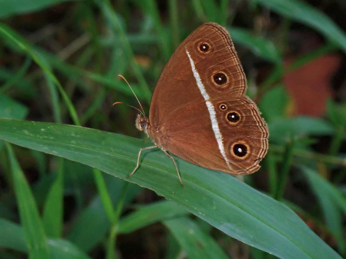 Smooth-Eyed Bushbrown - Orsotriaena medus  Butterfly,Malaysia,Orsotriaena medus,Penang,Smooth-Eyed Bushbrown