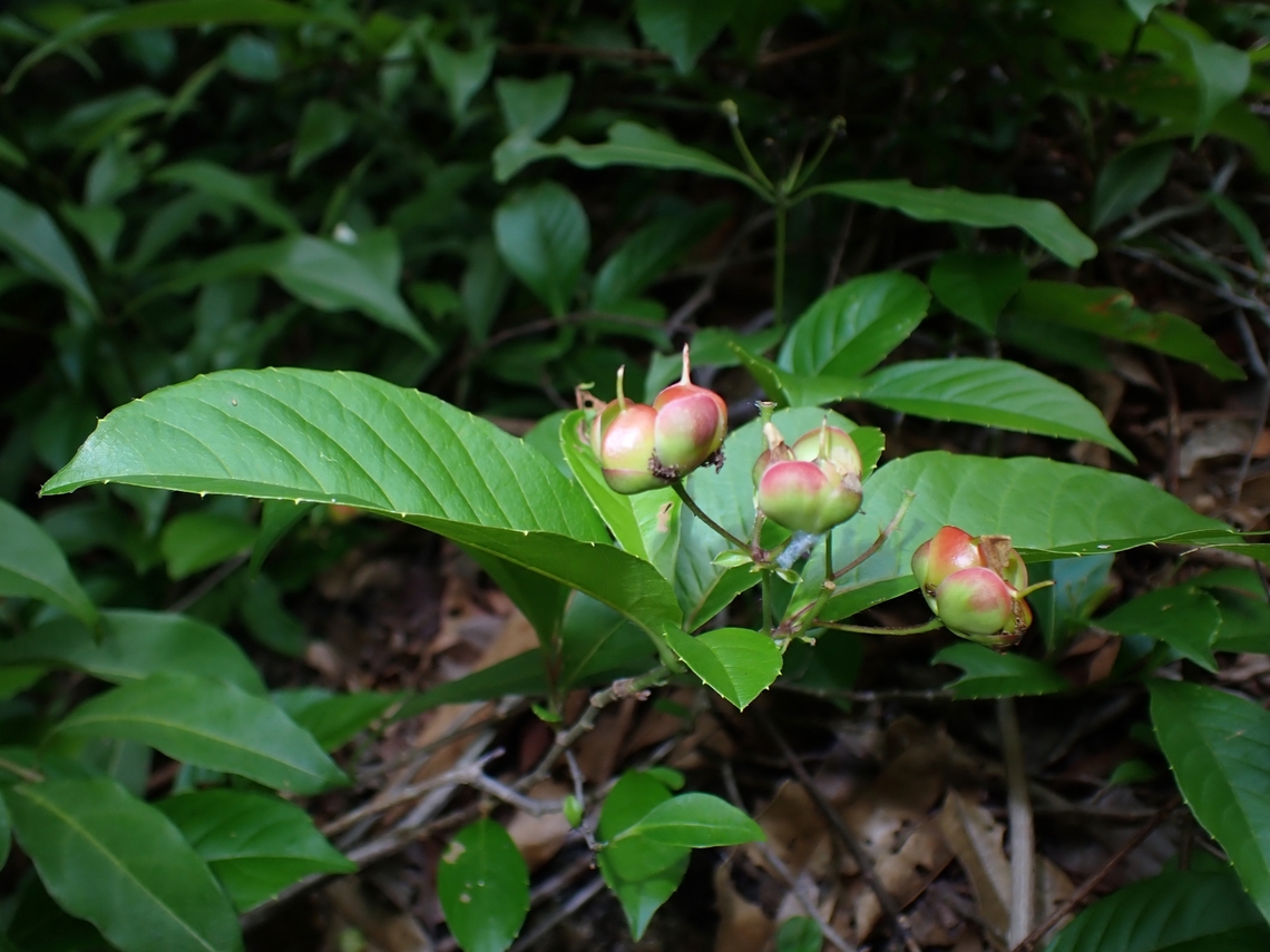 Sandpaper Vine - Tetracera indica  Malaysia,Penang,Sandpaper Vine,Tetracera indica