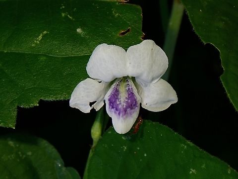 Subspecies Asystasia gangetica ssp. micrantha  Asystasia gangetica,Asystasia gangetica micrantha,Chinese violet,Flowers,Malaysia,Penang