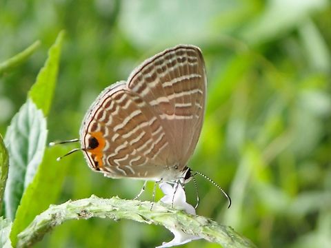 Common Caerulean - Jamides celeno  Butterfly,Common Caerulean,Jamides celeno,Malaysia,Penang
