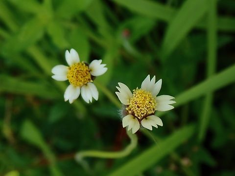 Tridax Daisy - Tridax procumbens  Daisy,Flowers,Malaysia,Penang,Tridax Daisy,Tridax procumbens
