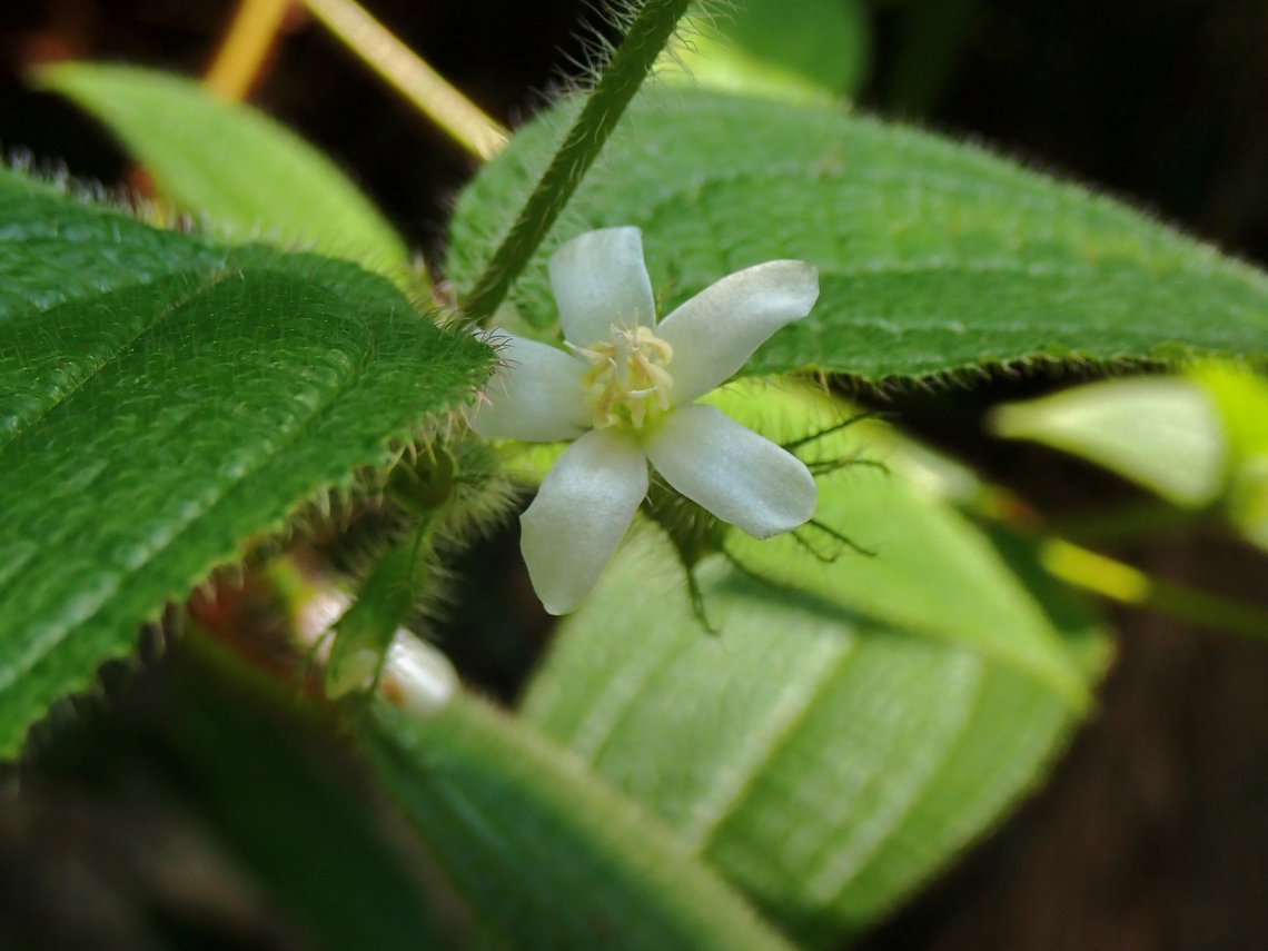 Koster's Curse - Miconia crenata  Flowers,Koster's Curse,Malaysia,Miconia crenata,Penang