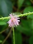 Fourvalve Mimosa - Mimosa quadrivalvis Flowers :<br />
https://www.jungledragon.com/image/134725/leaves_of_fourvalce_mimosa_-_mimosa_quadrivalvis.html Fourvalve Mimosa,Malaysia,Mimosa quadrivalvis,Mimsoa,Penang