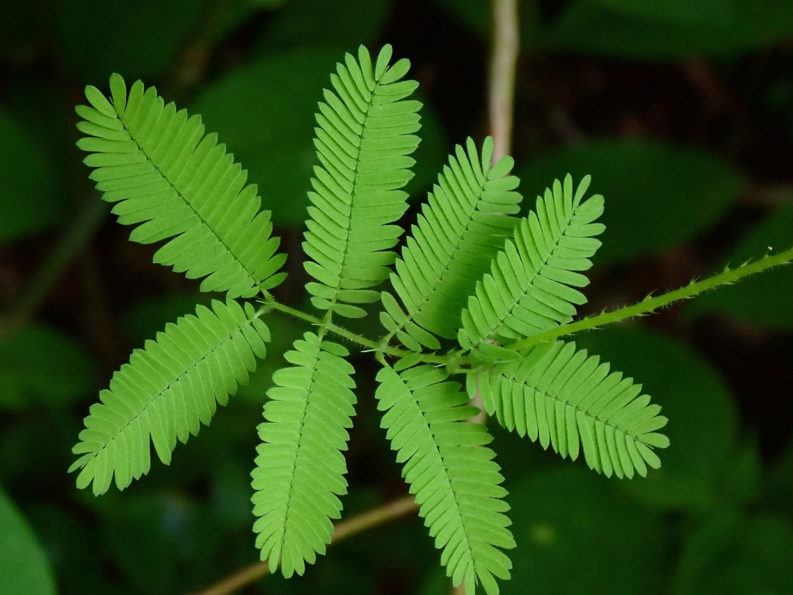 Leaves of Fourvalce Mimosa - Mimosa quadrivalvis Flowers :<br />
<figure class="photo"><a href="https://www.jungledragon.com/image/134724/fourvalve_mimosa_-_mimosa_quadrivalvis.html" title="Fourvalve Mimosa - Mimosa quadrivalvis"><img src="https://s3.amazonaws.com/media.jungledragon.com/images/2994/134724_thumb.jpeg?AWSAccessKeyId=05GMT0V3GWVNE7GGM1R2&Expires=1769040010&Signature=963hp9dKyx%2F97ayo23EsFGaGEyk%3D" width="114" height="152" alt="Fourvalve Mimosa - Mimosa quadrivalvis Flowers :<br />
https://www.jungledragon.com/image/134725/leaves_of_fourvalce_mimosa_-_mimosa_quadrivalvis.html Fourvalve Mimosa,Malaysia,Mimosa quadrivalvis,Mimsoa,Penang" /></a></figure> Malaysia,Mimosa,Mimosa quadrivalvis,Penang