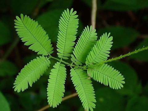 Leaves of Fourvalce Mimosa - Mimosa quadrivalvis Flowers :
https://www.jungledragon.com/image/134724/fourvalve_mimosa_-_mimosa_quadrivalvis.html Malaysia,Mimosa,Mimosa quadrivalvis,Penang