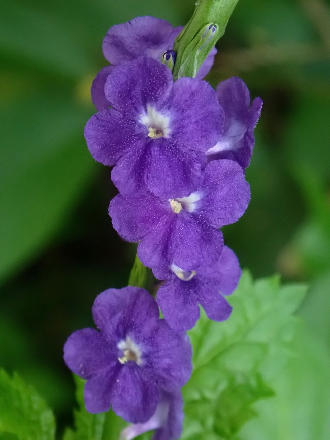 Blue Porterweed - Stachytarpheta jamaicensis  Blue Porterweed,Flowers,Malaysia,Penang,Stachytarpheta jamaicensis