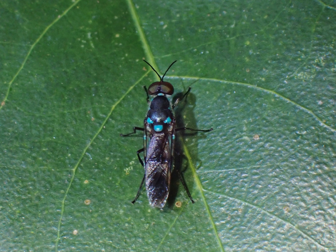 Soldier Flies - Eudmeta marginata  Eudmeta marginata,Fly,Malaysia,Penang,Soldier Flies