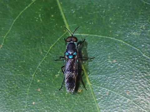 Soldier Flies - Eudmeta marginata  Eudmeta marginata,Fly,Malaysia,Penang,Soldier Flies