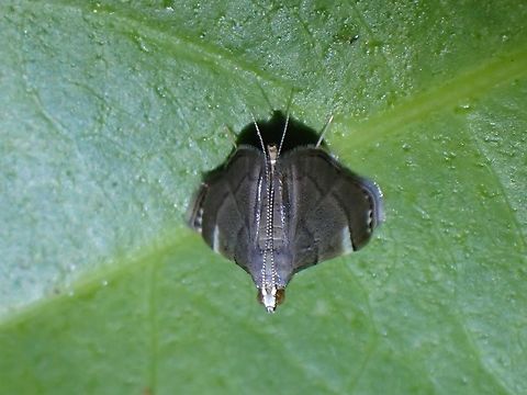 Pearl Moth - Cangetta hartoghialis  Cangetta hartoghialis,Malaysia,Moth,Pearl Moth,Penang