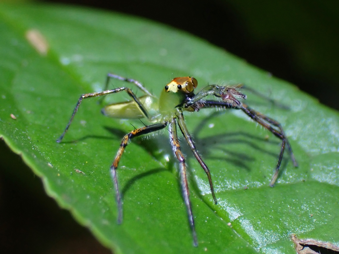 Jumping Spider - Epeus tener  Epeus tener,Jumping Spider,Malaysia,Penang,Spider