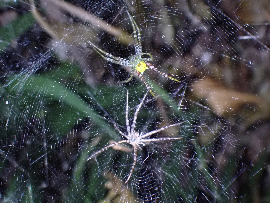 Cylindroid Tentweb Weaver - Cyrtophora cylindroides  Cylindroid Tentweb Weaver,Cyrtophora cylindroides,Malaysia,Orbweaver Spider,Penang,Spider