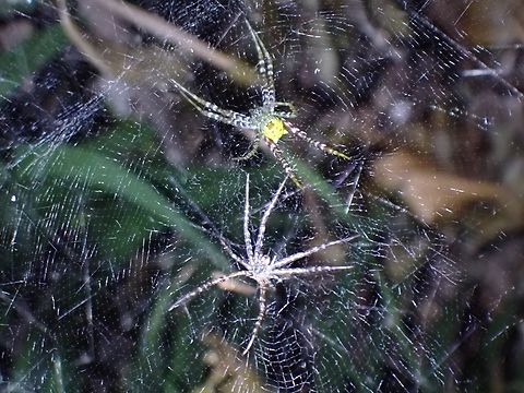 Cylindroid Tentweb Weaver - Cyrtophora cylindroides  Cylindroid Tentweb Weaver,Cyrtophora cylindroides,Malaysia,Orbweaver Spider,Penang,Spider