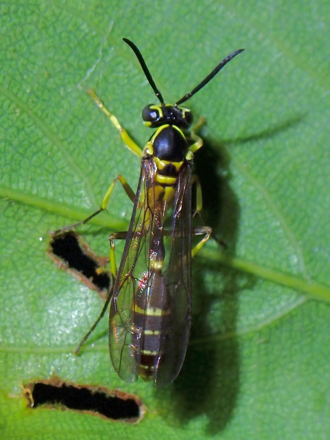 Paper Wasp - Polybioides raphigastra  Malaysia,Paper Wasp,Penang,Polybioides raphigastra,Wasp