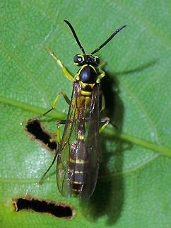 Paper Wasp - Polybioides raphigastra  Malaysia,Paper Wasp,Penang,Polybioides raphigastra,Wasp