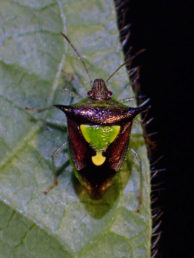 Stink Bug - Carbula scutellata  Carbula scutellata,Malaysia,Penang,Stink Bug