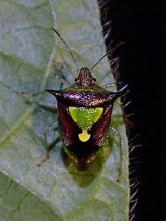 Stink Bug - Carbula scutellata  Carbula scutellata,Malaysia,Penang,Stink Bug