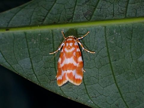 Lichen Moth - Cyana costifimbria  Cyana costifimbria,Lichen Moth,Malaysia,Moth,Penang