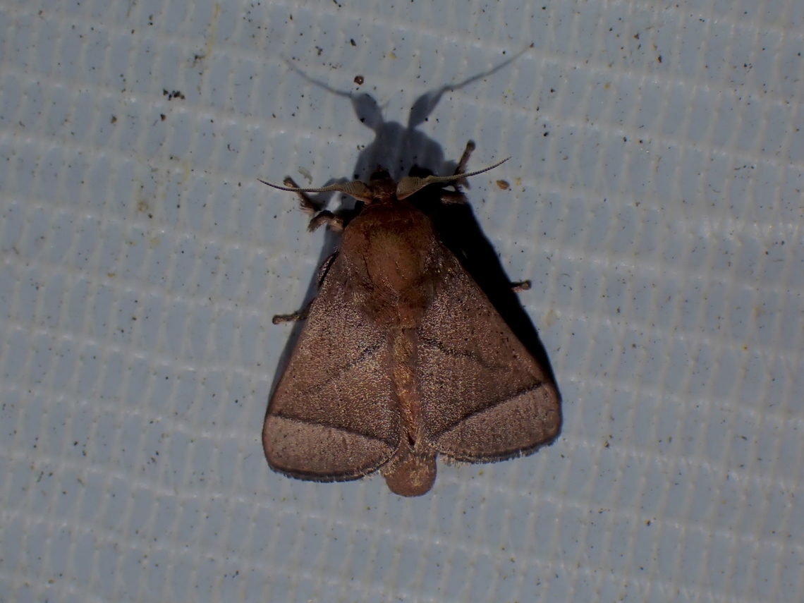 Stinging Slug Moth - Praesetora divergens  Malaysia,Moth,Penang,Praesetora divergens,Stinging Slug Moth