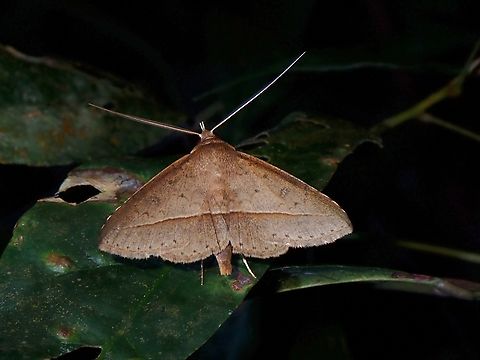 Moth - Tochara creberrima  Malaysia,Moth,Penang,Tochara creberrima
