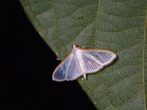 Jasmine Moth - Palpita vitrealis  Jasmine Moth,Malaysia,Moth,Palpita vitrealis,Penang