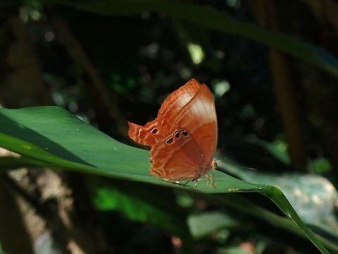 Malayan Plum Judy - Abisara saturata  Abisara saturata,Butterfly,Malayan Plum Judy,Malaysia,Penang