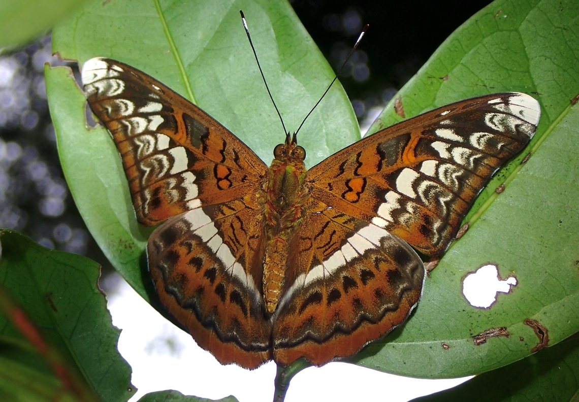 Knight - Lebadea martha  Butterfly,Knight,Lebadea martha,Malaysia,Penang