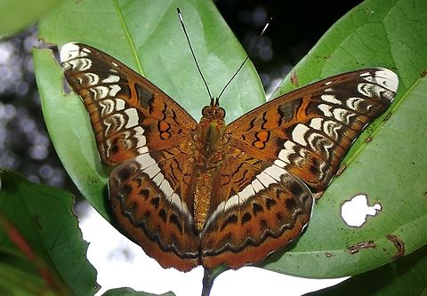 Knight - Lebadea martha  Butterfly,Knight,Lebadea martha,Malaysia,Penang