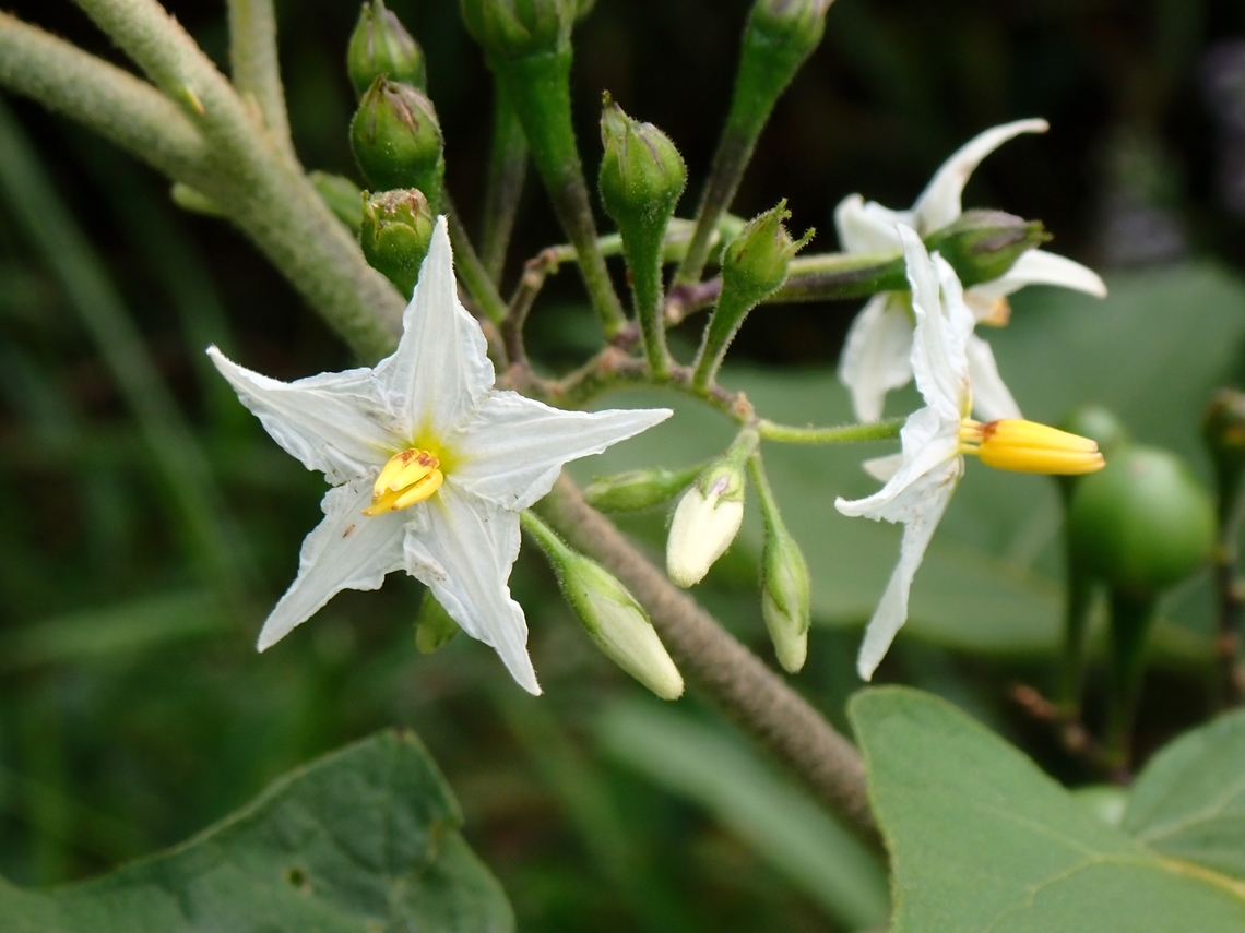 Turkey Berry - Solanum torvum  Flowers,Malaysia,Penang,Solanum torvum,Turkey berry