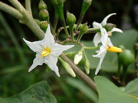 Turkey Berry - Solanum torvum  Flowers,Malaysia,Penang,Solanum torvum,Turkey berry