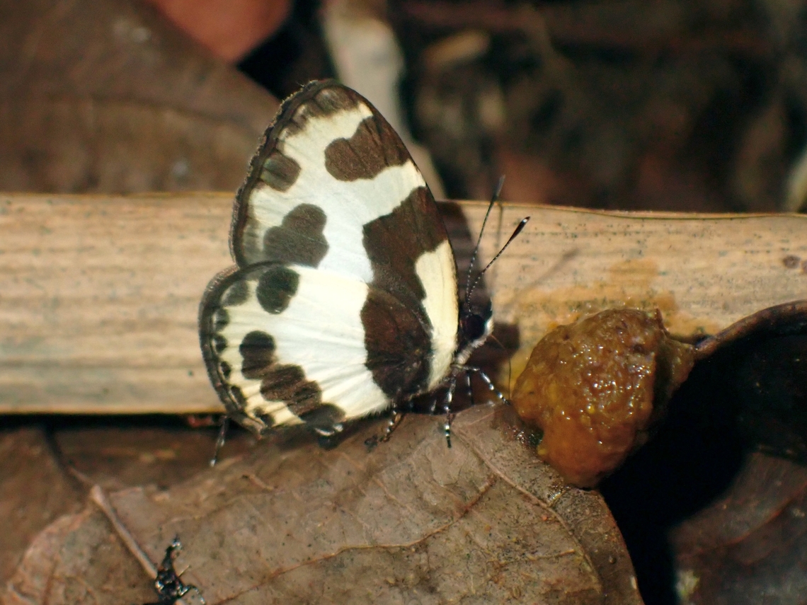Elbowed Pierrot - Caleta elna  Butterfly,Caleta elna,Elbowed Pierrot,Malaysia,Penang