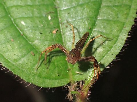 Lynx Spider - Hamadruas hieroglyphica  Hamadruas hieroglyphica,Lynx Spider,Malaysia,Penang,Spider