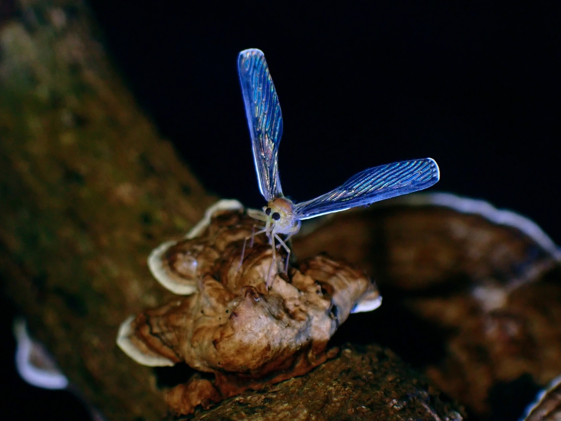 Fungi - Daedaleopsis confragosa Observation not on the Derbid Planthopper but the Fungi it was resting on. Daedaleopsis confragosa,Fungi,Malaysia,Penang,Thin walled maze polypore