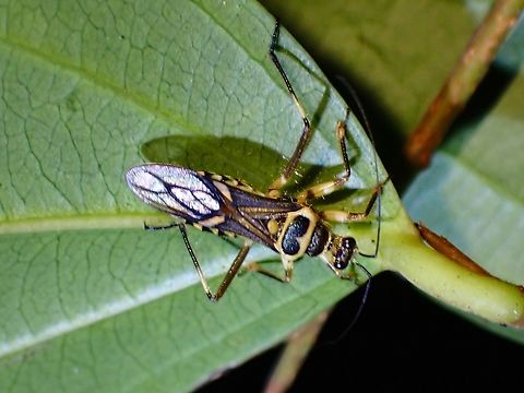 Assassin Bug - Inara flavopicta  Assassin Bug,Inara flavopicta,Malaysia,Penang