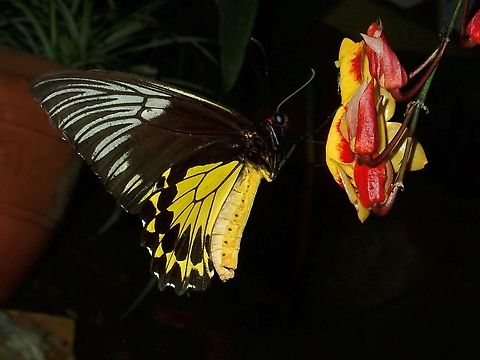 Malayan Birdwing - Troides amphrysus          Birdwing,Butterfly,Malayan Birdwing,Malaysia,Pahang,Troides amphrysus