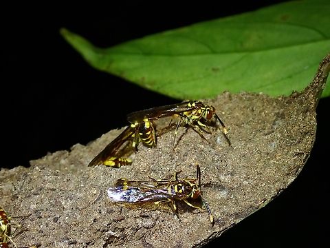 Paper Wasp - Liostenogaster nitidipennis  Liostenogaster nitidipennis,Malaysia,Pahang,Paper Wasp,Wasp