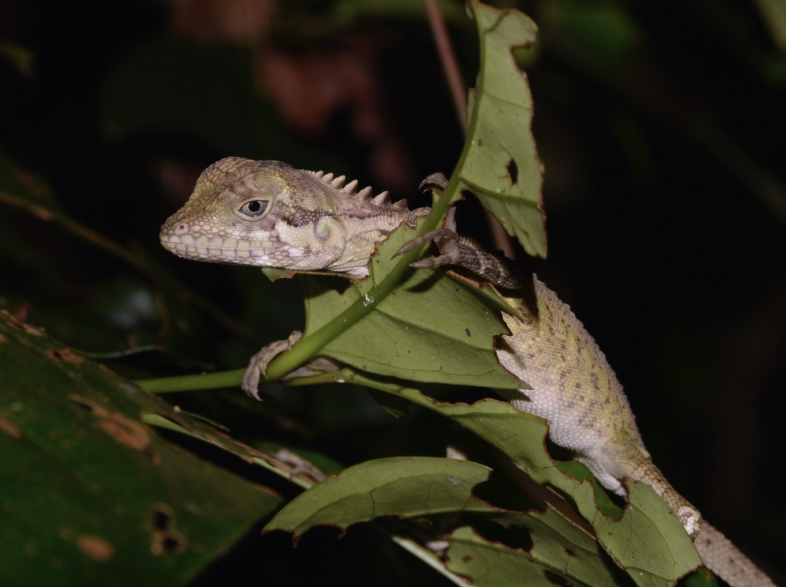 Robinson's Anglehead Lizard - Malayodracon robinsonii  Anglehead Lizard,Lizard,Malayodracon robinsonii,Malaysia,Pahang,Robinson's Anglehead Lizard