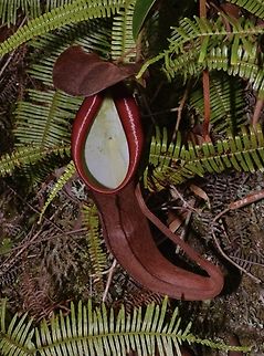 Pitcher Plant - Nepenthes sanguinea  Malaysia,Nepenthes sanguinea,Pahang,Pitcher Plant