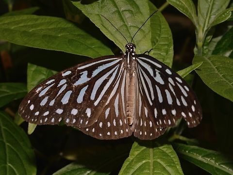 Blue Glassy Tiger - Ideopsis vulgaris  Blue Glassy Tiger,Butterfly,Ideopsis vulgaris,Malaysia,Pahang
