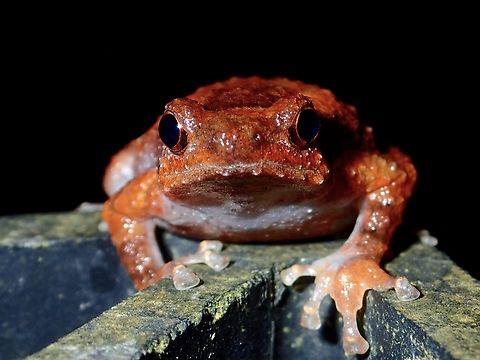 Malayan Treehole Frog - Metaphrynella pollicaris Frog,Malayan Treehole Frog,Malaysia,Metaphrynella pollicaris,Pahang,Treehole Frog