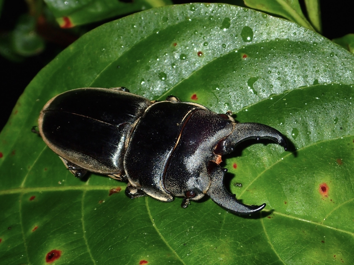 Stag Beetle - Dorcus mirabilis  Beetle,Dorcus mirabilis,Malaysia,Pahang,Stag Beetle