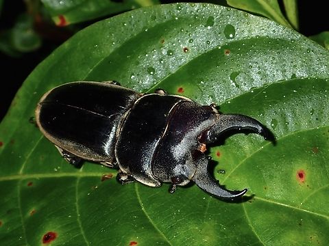 Stag Beetle - Dorcus mirabilis  Beetle,Dorcus mirabilis,Malaysia,Pahang,Stag Beetle