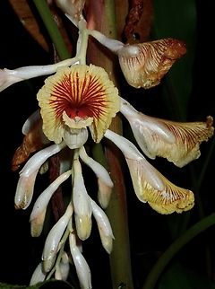 Ginger - Alpinia petiolata  Alpinia petiolata,Flowers,Ginger,Malaysia,Pahang