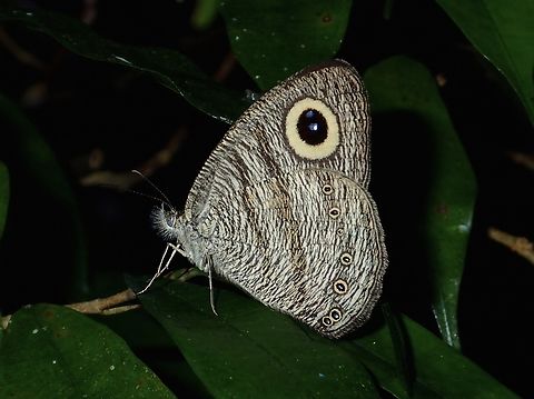 Malayan Six-Ring - Ypthima fasciata  Butterfly,Malayan Six-Ring,Malaysia,Pahang,Ypthima fasciata
